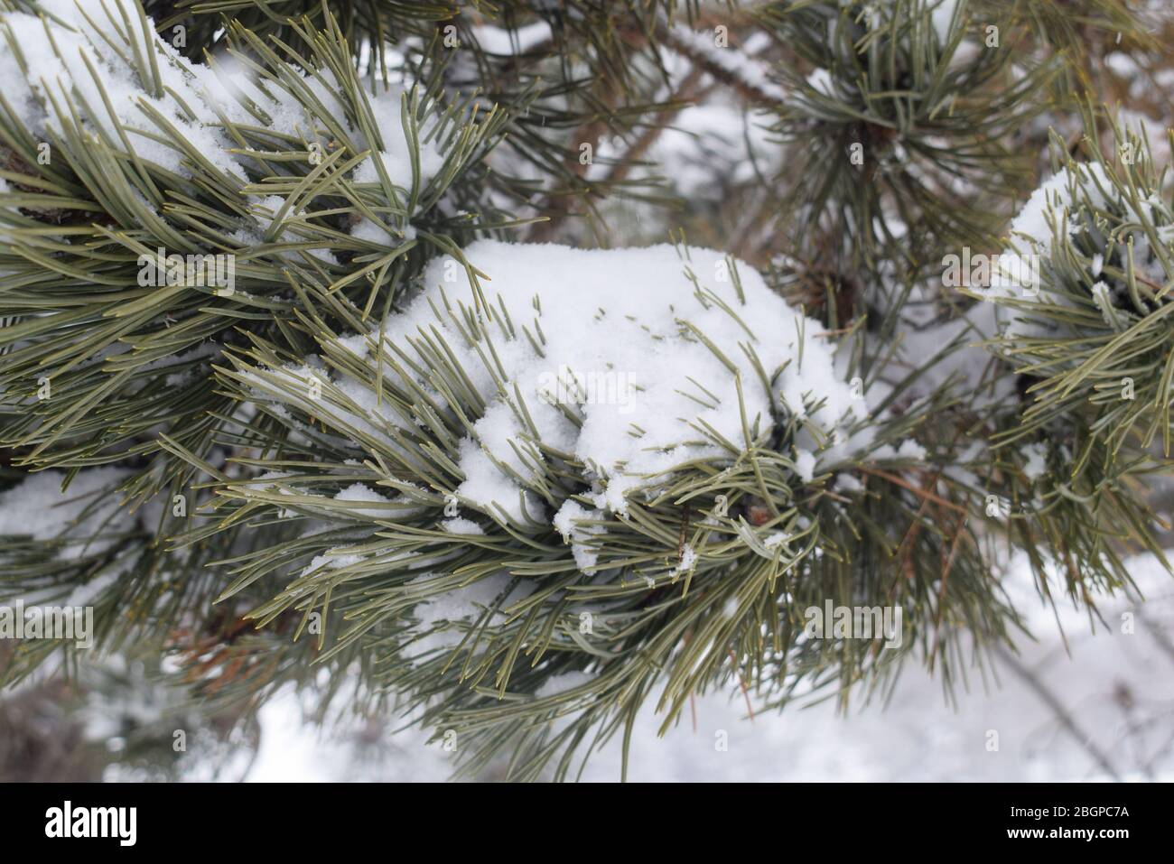 Snow Covered pines Stock Photo