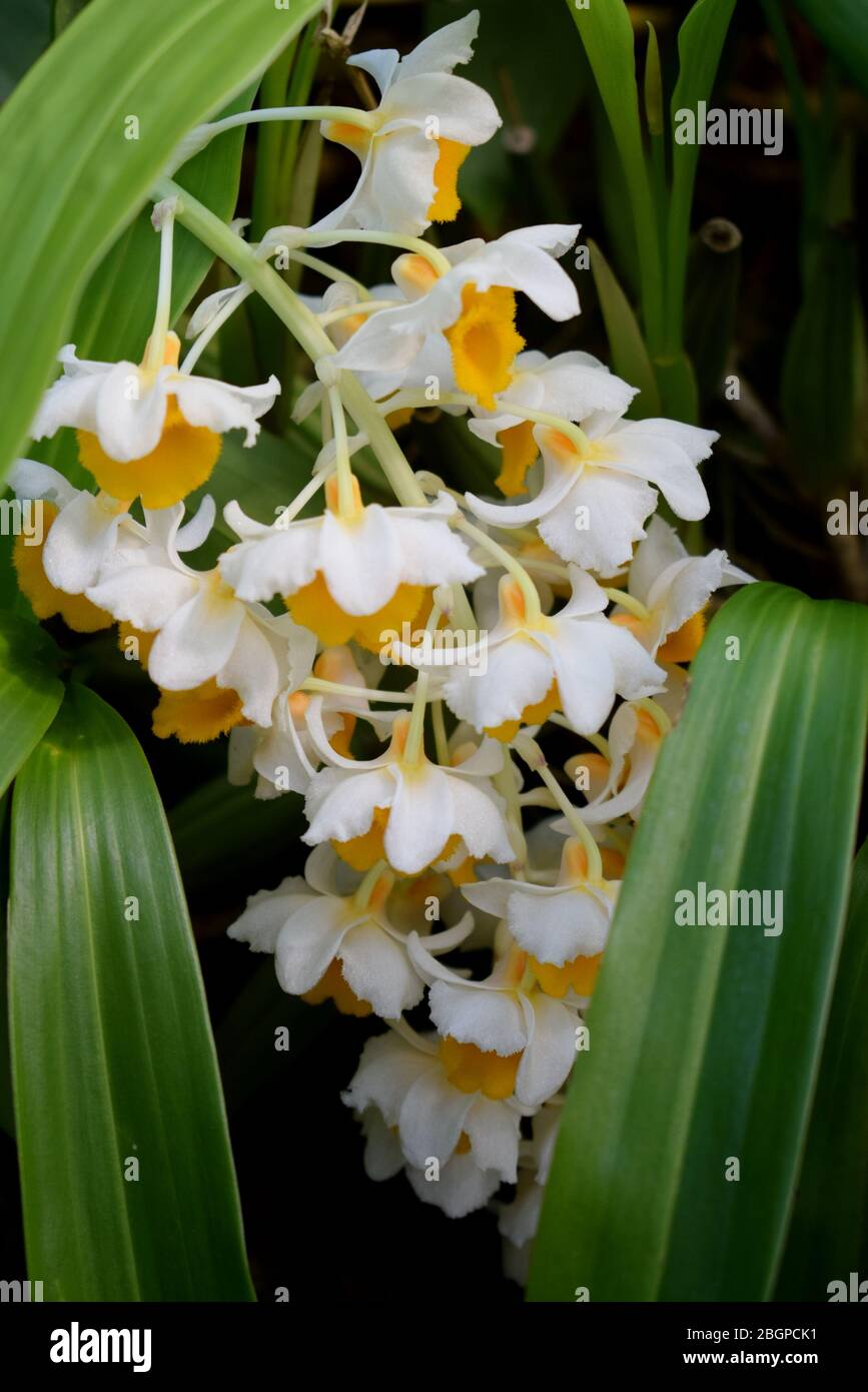 Hanging Orchids Stock Photo
