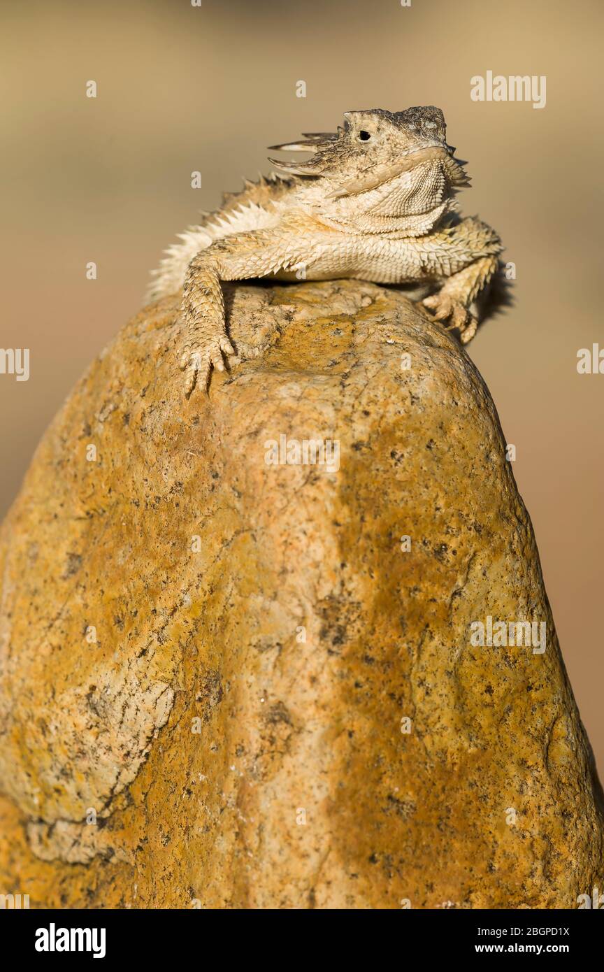 Regal Horned Lizard (Phrynosoma solare), Arizona, USA, by Dominique Braud/Dembinsky Photo Assoc Stock Photo