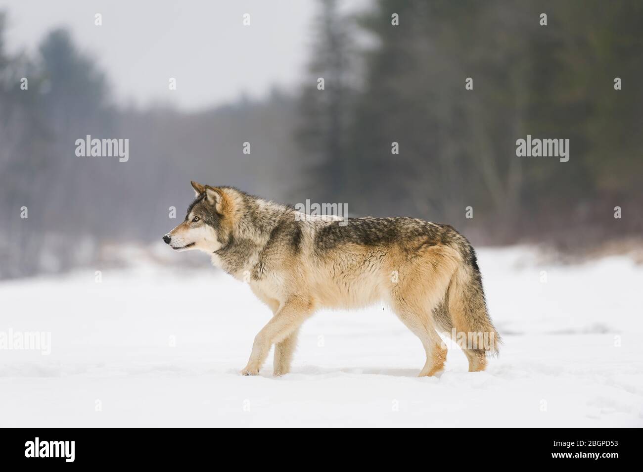 Gray Wolf, winter, North America, by Dominique Braud/Dembinsky Photo Assoc Stock Photo
