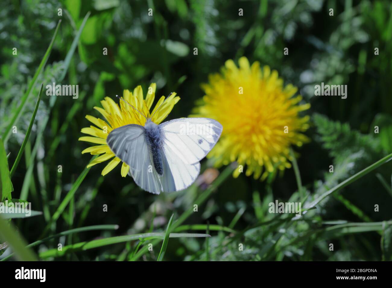a green veined white (Pieris napi)butterfly resting on a bright yellow danelion (Taraxacum officinale) flower Stock Photo