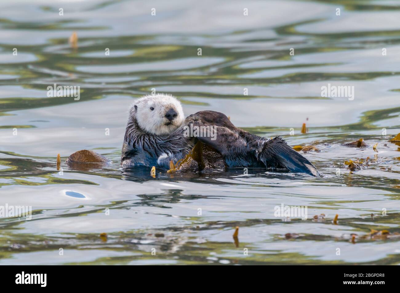 Sea Otter (Enhydra lutris) with baby, Monterey County, CA, USA, by Dominique Braud/Dembinsky Photo Assoc Stock Photo