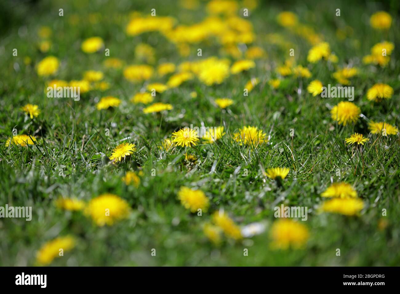 a carpet of danelions (taxaxacum offcinale)shot with a narrow depth of focus Stock Photo