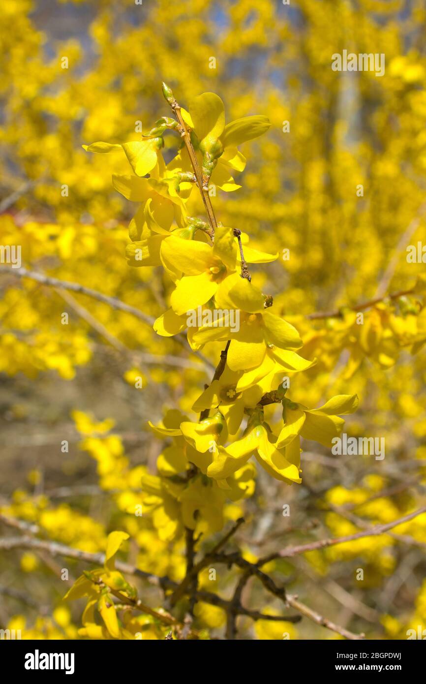 Forsythia In Full Bloom On A Cape Cod Spring Day Stock Photo Alamy