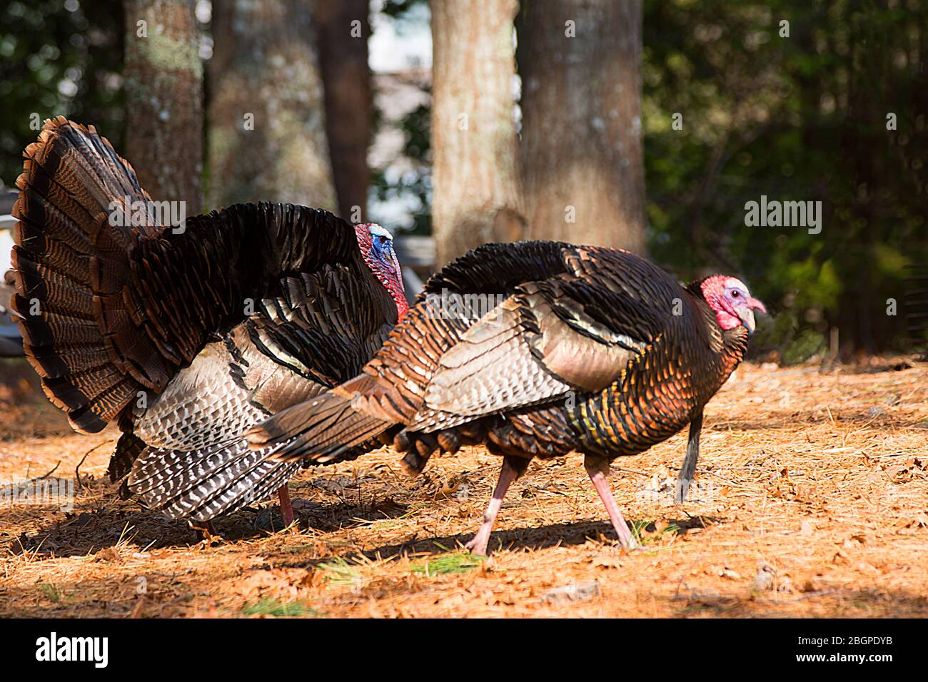 A pair of Male (Tom) Turkeys walking along on a Cape Cod morning Stock Photo