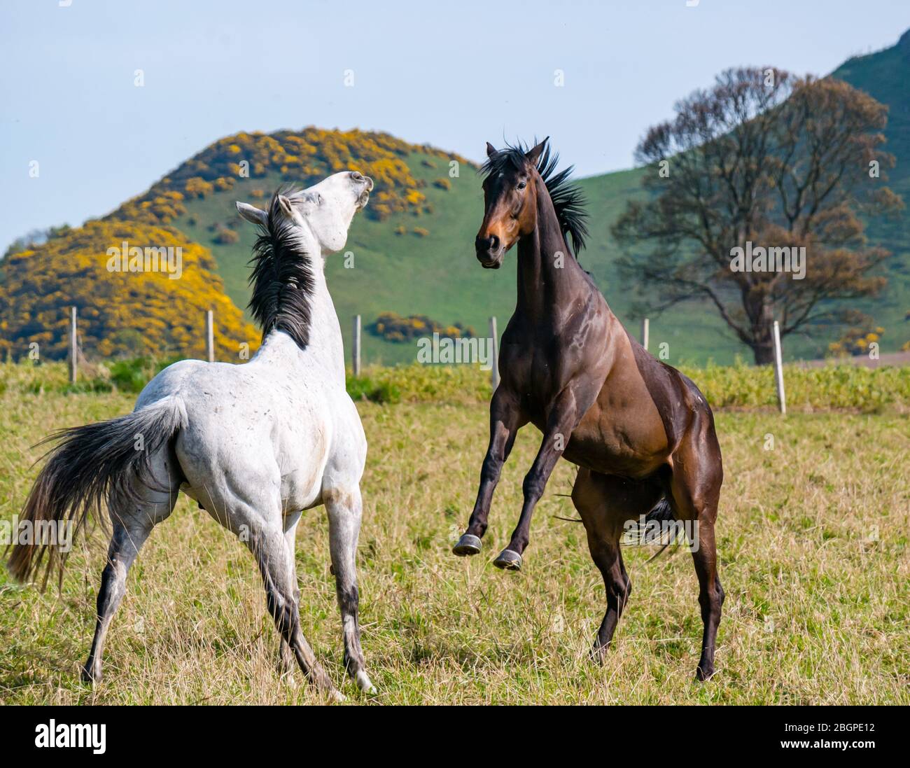 East Lothian, Scotland, United Kingdom, 22nd April 2020. UK Weather: A pair of horses are playful in the sunshine with one horse rearing up at the other Stock Photo