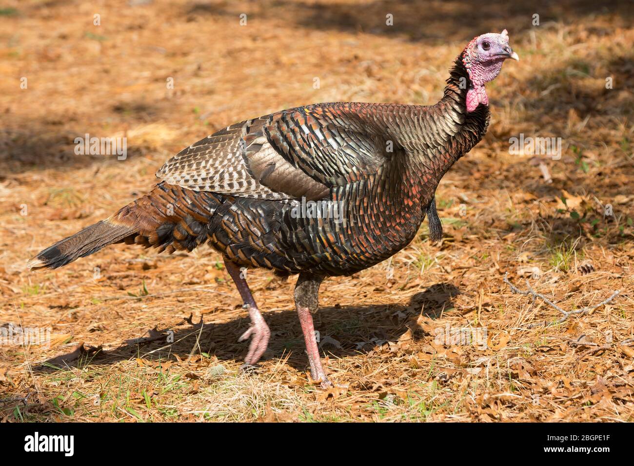 Tom wild turkey hires stock photography and images Alamy