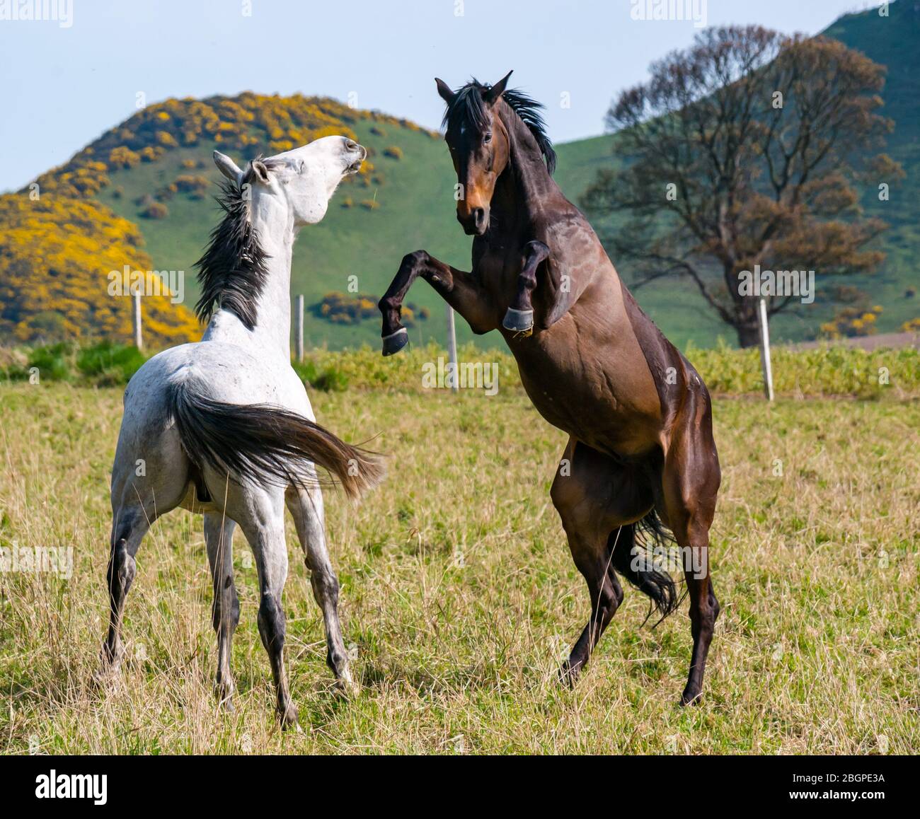 East Lothian, Scotland, United Kingdom, 22nd April 2020. UK Weather: A pair of horses are playful in the sunshine with one horse rearing up at the other Stock Photo