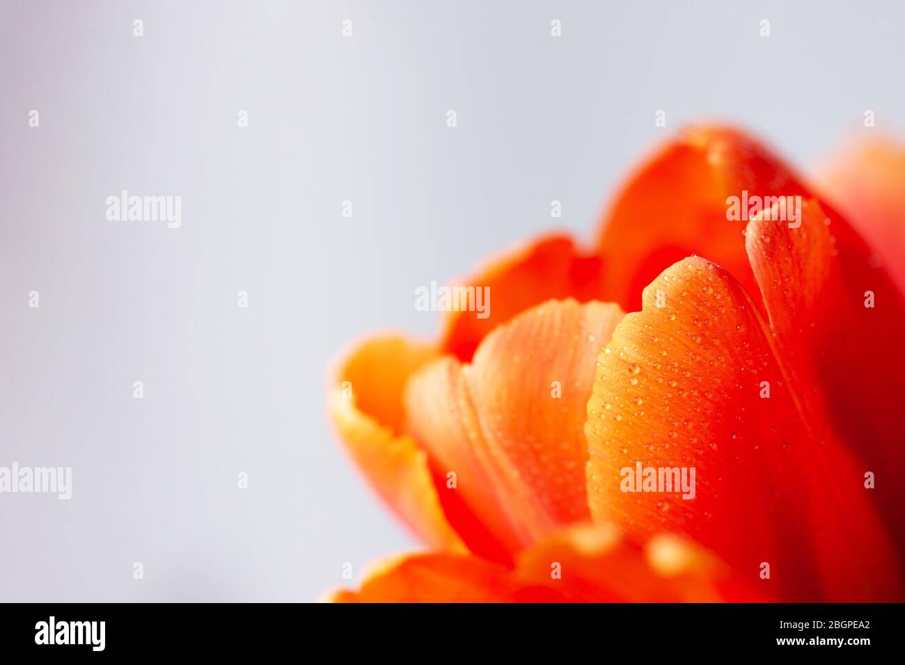 Tulip flower close-up. Incredible orange color, natural beauty of details. The concept of spring, femininity, sensuality. Stock Photo