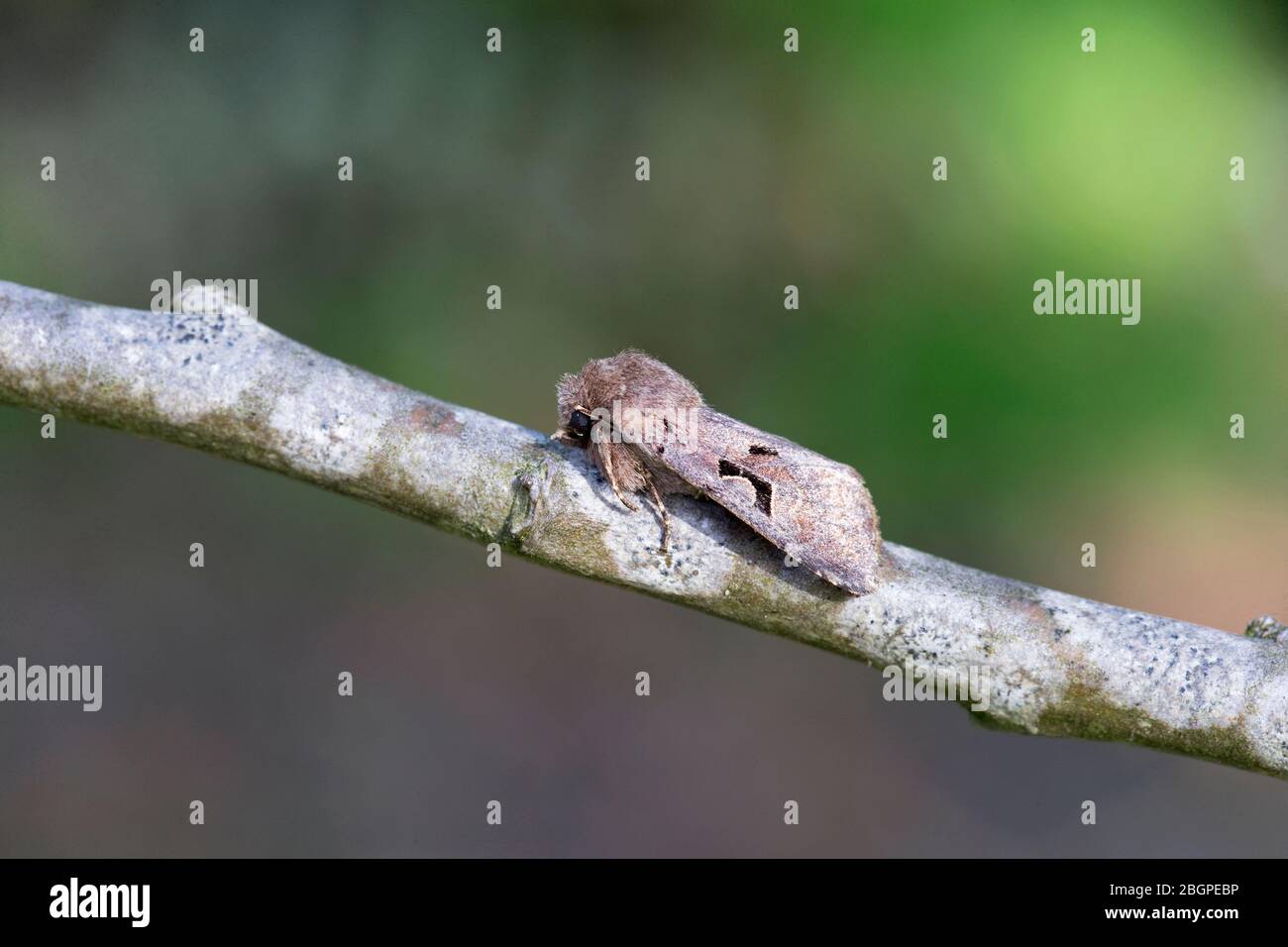 Hebrew Character (Orthosia gothica) Stock Photo