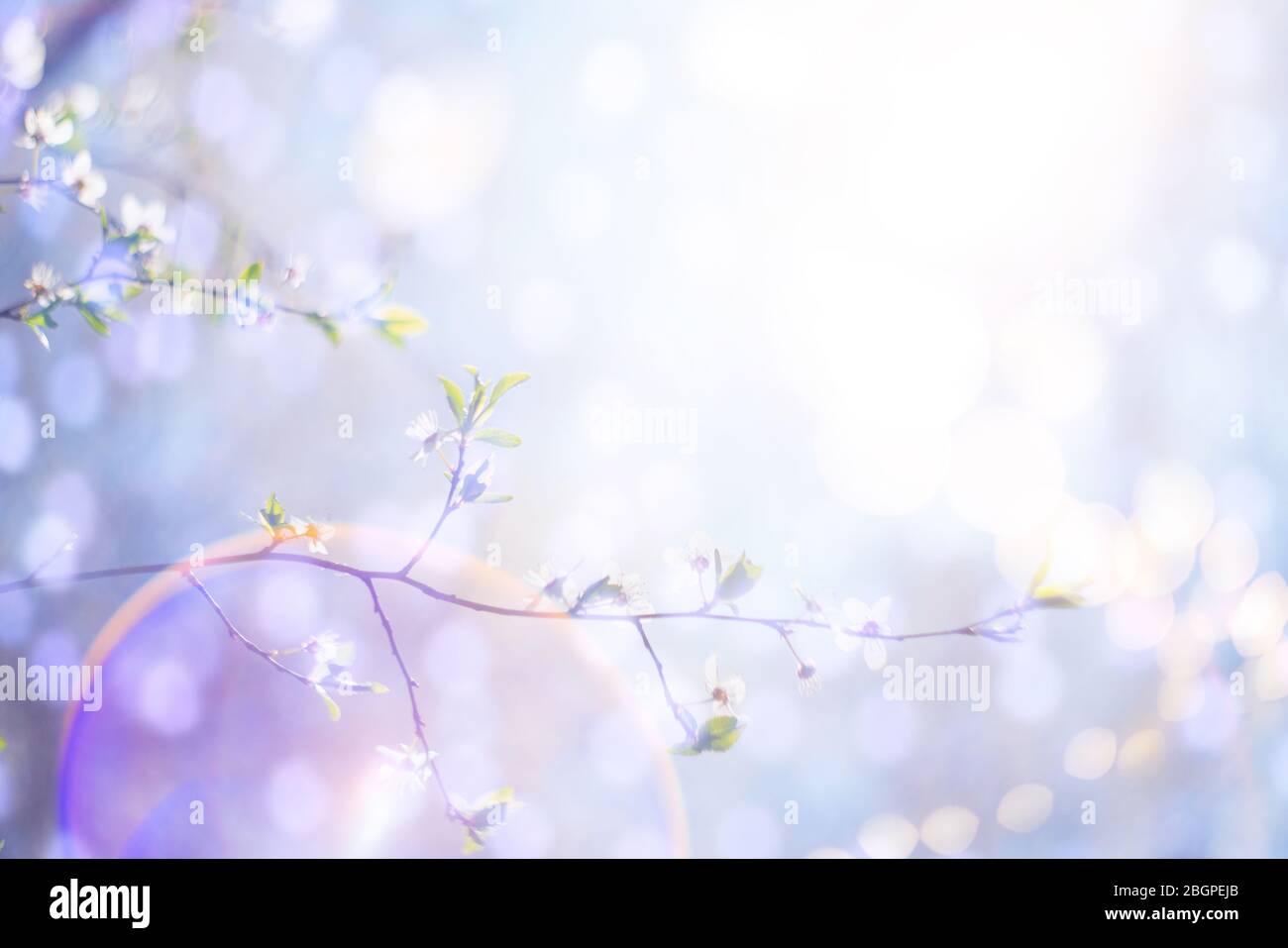 Background of blooming cherry branches in the sunlight. Stock Photo