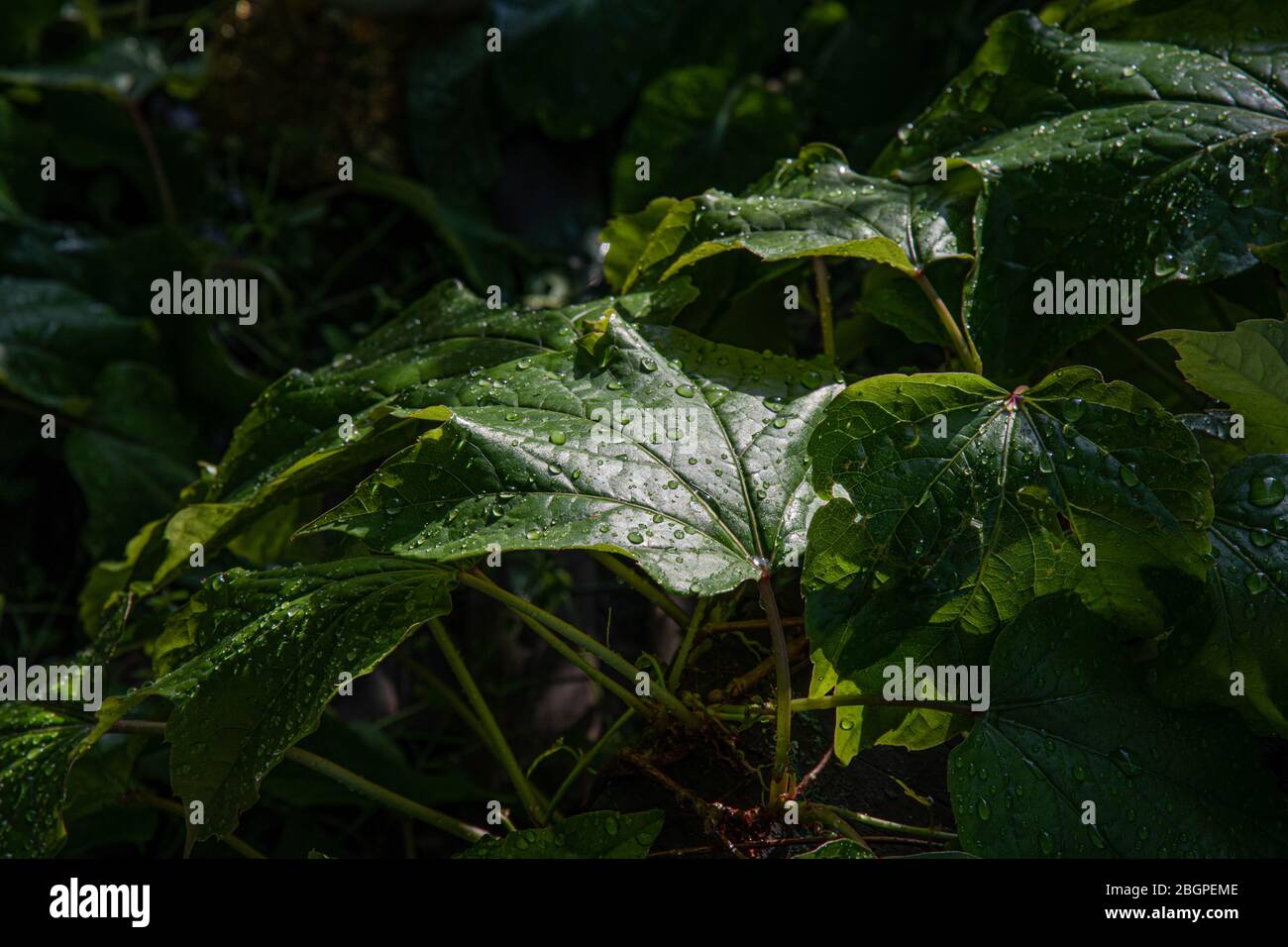 Closeup of ivy climbing plant foliage with water drops on leaves. Wet green leaf texture for background. Beauty of nature after rain. Stock Photo