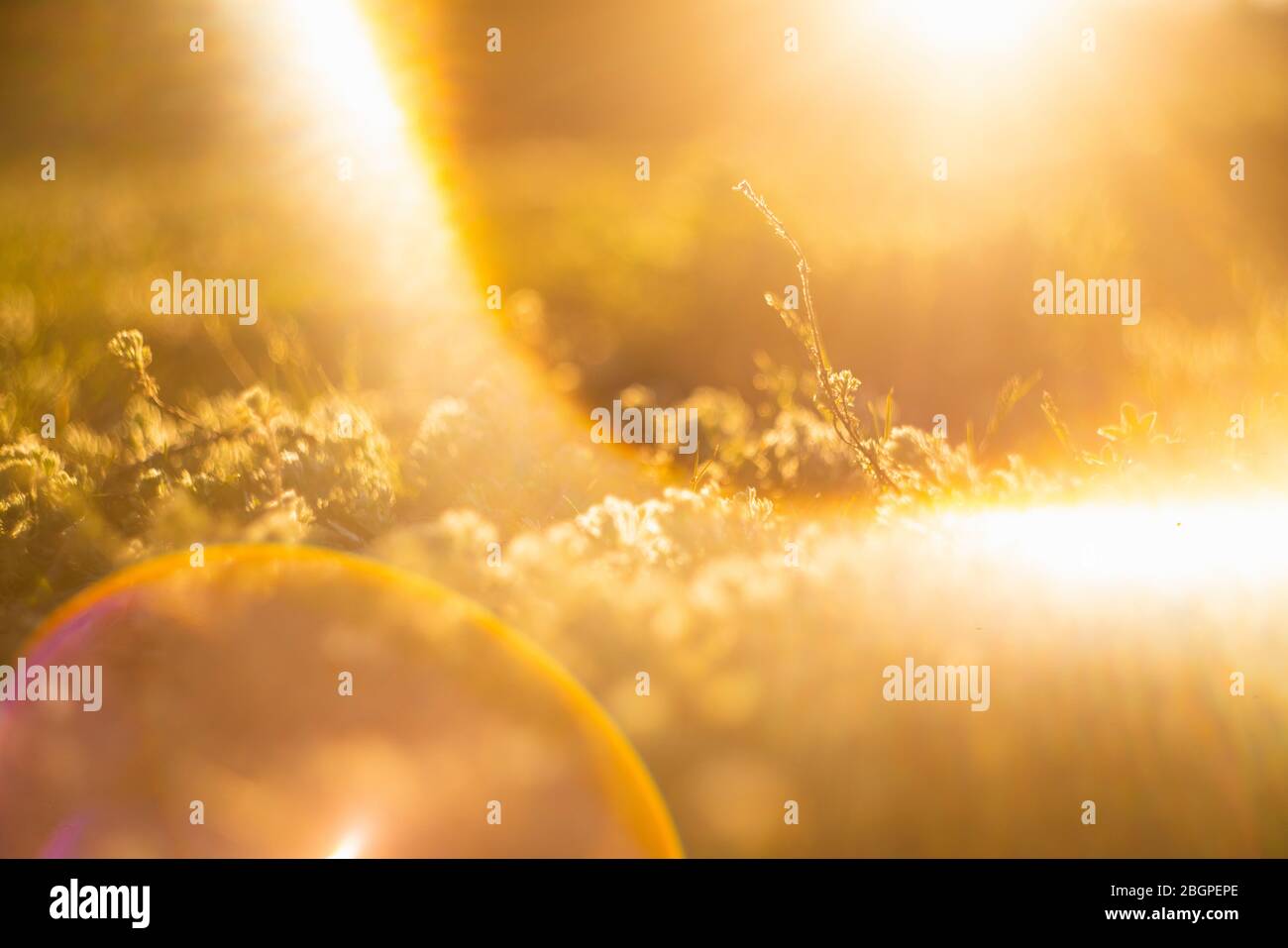 Plants at sunset, background Stock Photo