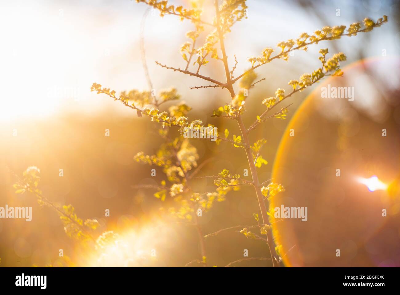 Plants at sunset, background Stock Photo
