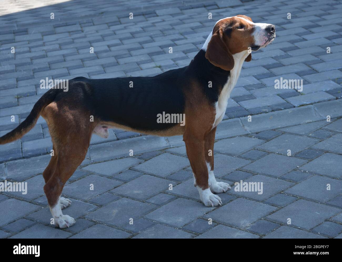 The Serbian Tricolour Hunting Hound On A Leash Stock Photo Alamy