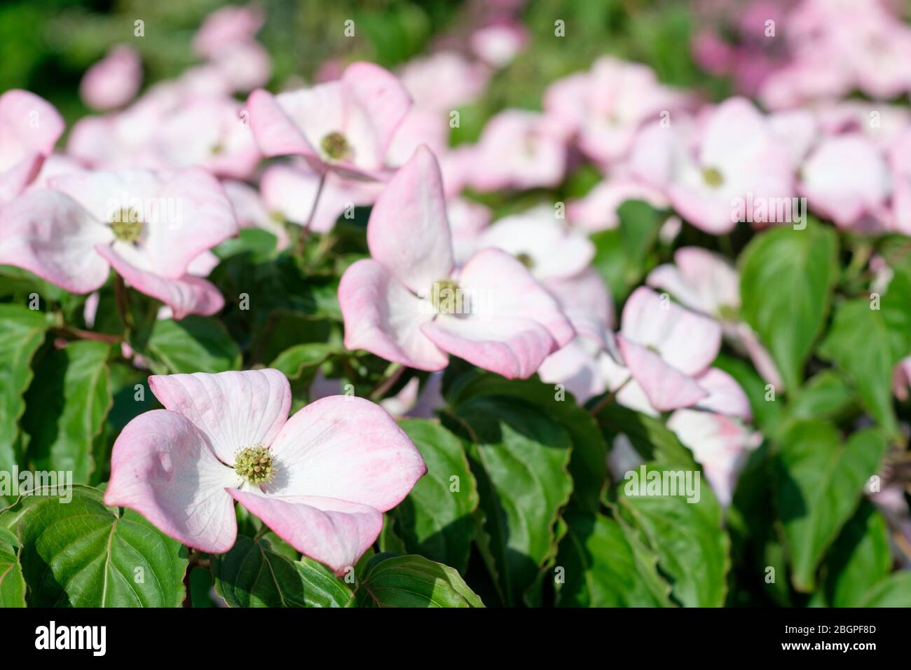Pink/white flowers of Cornus rutgersensis Celestial. Cornus CELESTIAL Rutdan. Celestial Dogwood. Celestial Flowering Dogwood Stock Photo