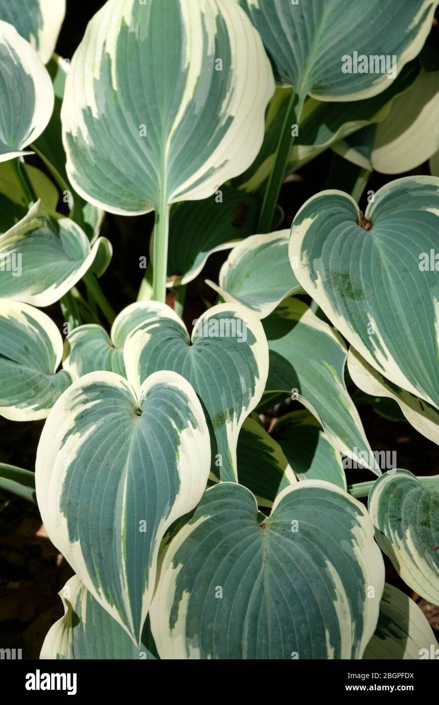 Variegated leaves of Hosta (Tardiana Group) 'El Nino'. Plantain Lily 'El Nino' Stock Photo