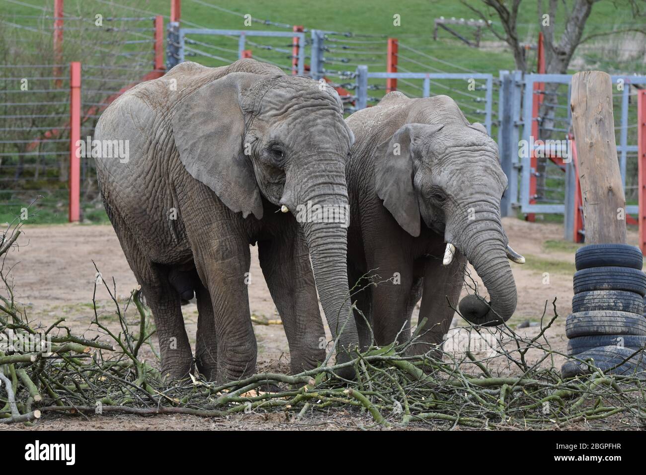 Two elephants at Noah's Ark Zoo Farm, just outside Bristol Stock Photo