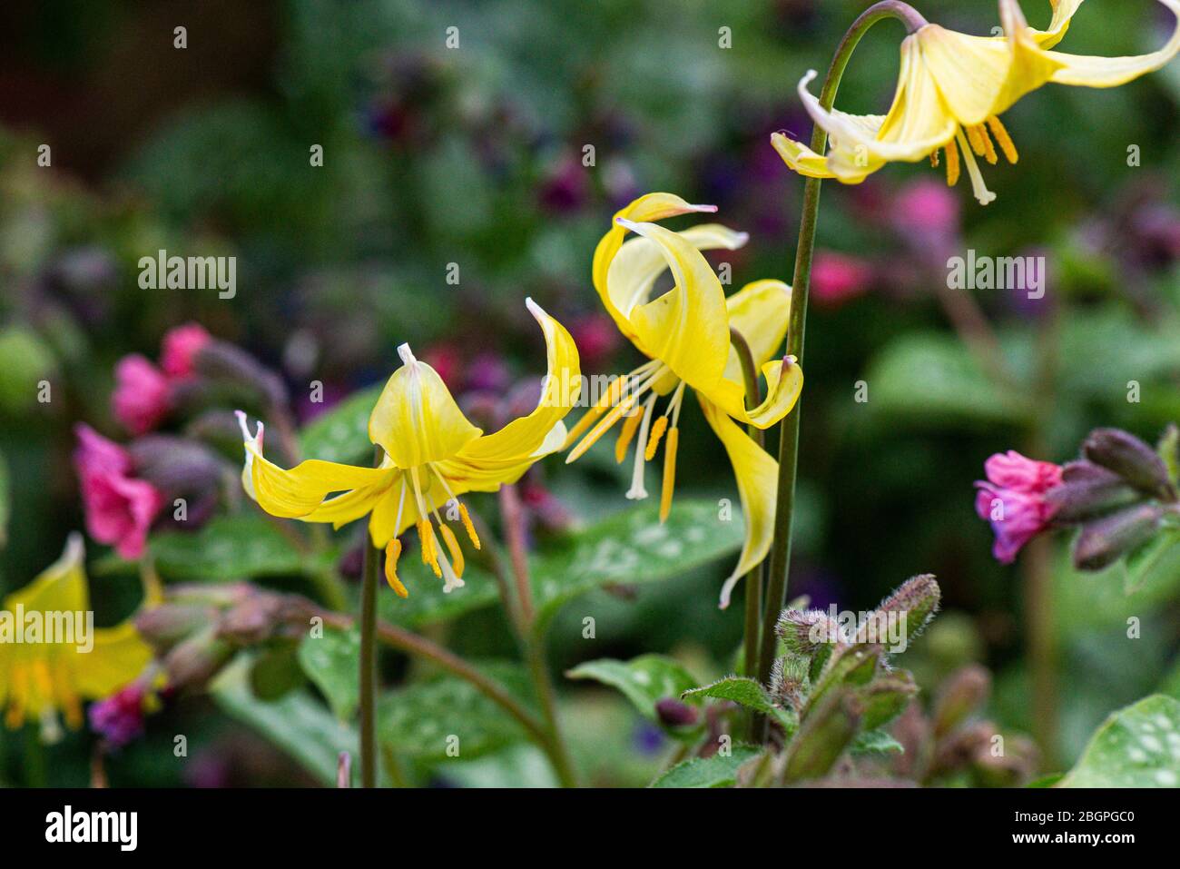 The flowers of a dog's tooth violet 'Pagoda' (Erythronium 'Pagoda') Stock Photo