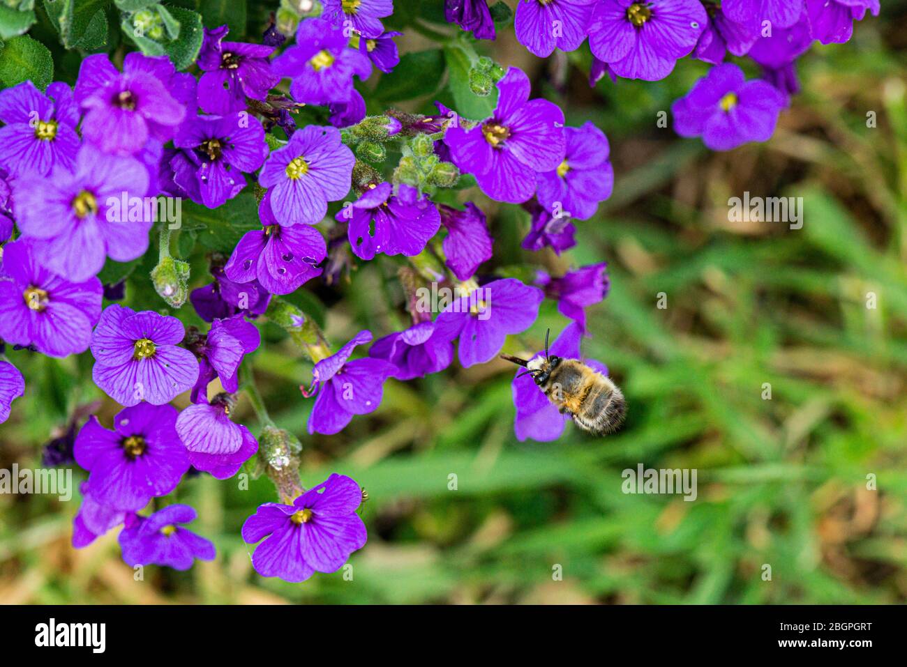 A male hairy-footed flower bee (Anthophora plumipes) on the flower of an Aubrieta 'Audrey Blue' Stock Photo
