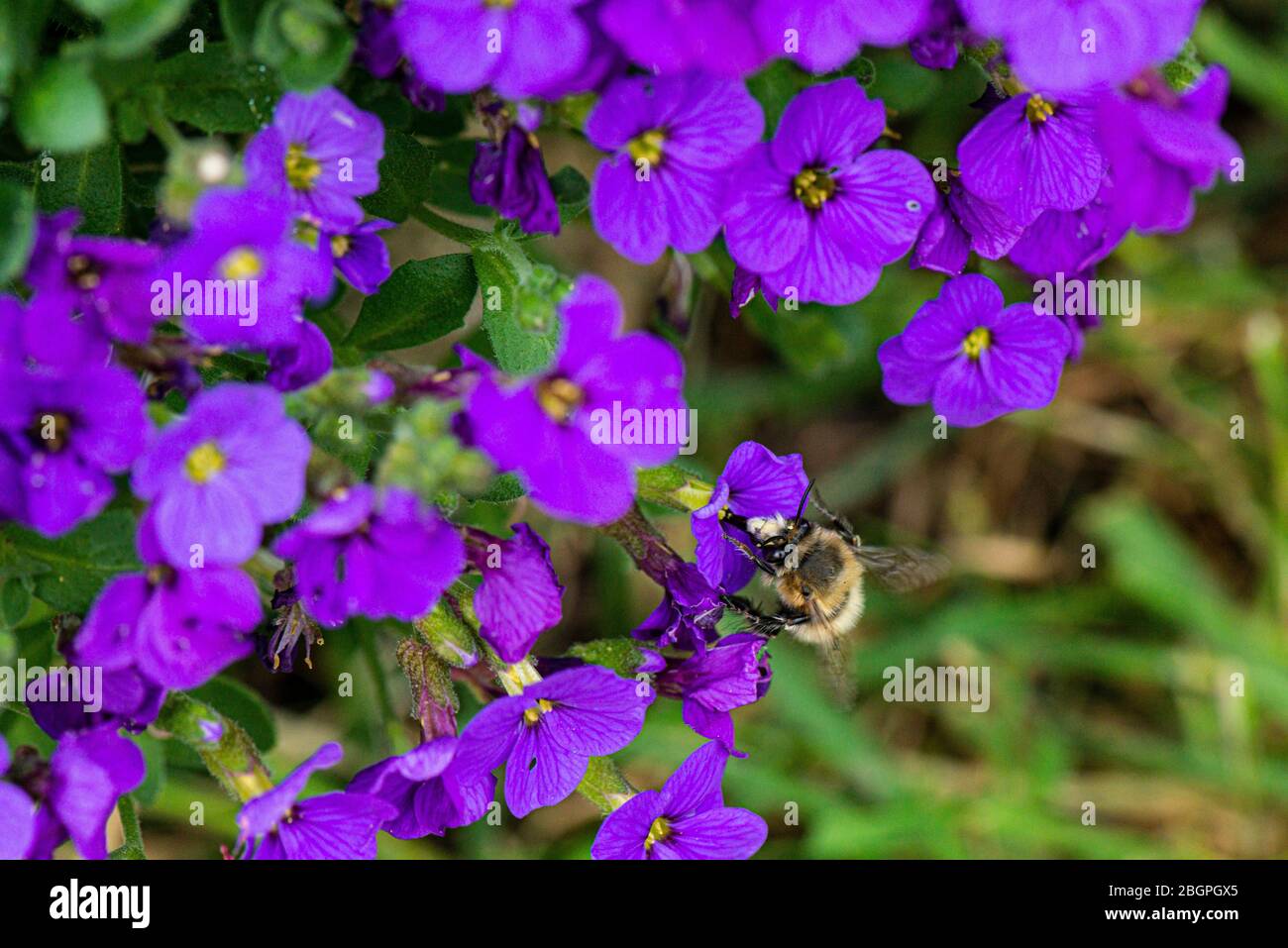 A male hairy-footed flower bee (Anthophora plumipes) on the flower of an Aubrieta 'Audrey Blue' Stock Photo