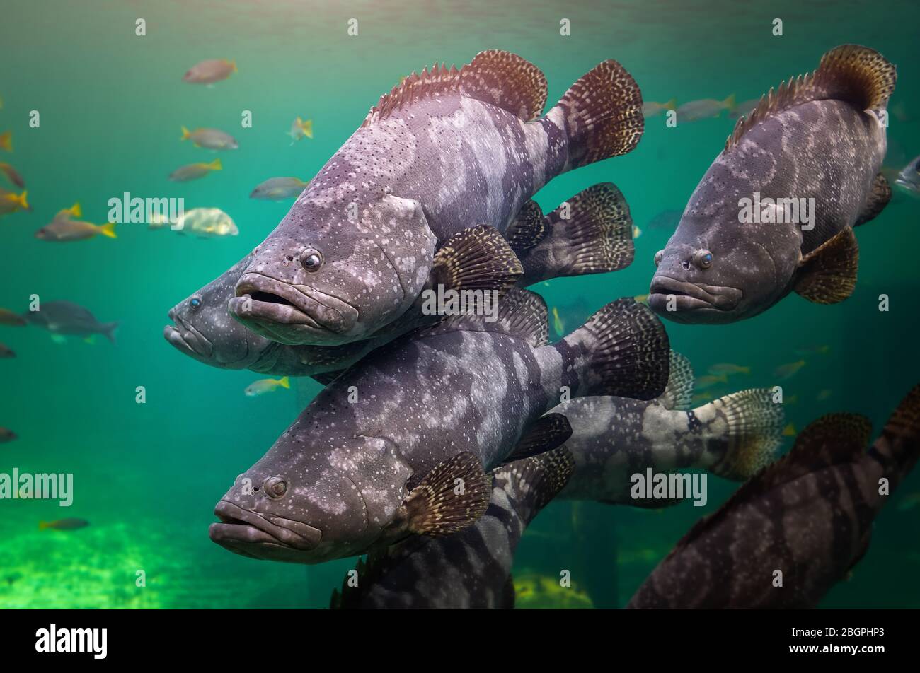 Giant grouper or brown spotted grouper fish swimming under green sea