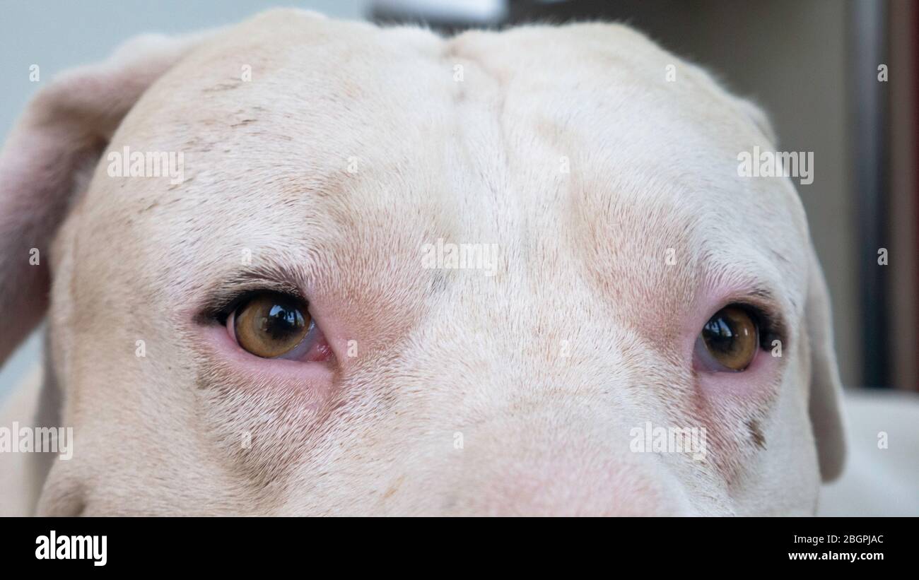 Eyes of a white dog Dogo Argentino Stock Photo