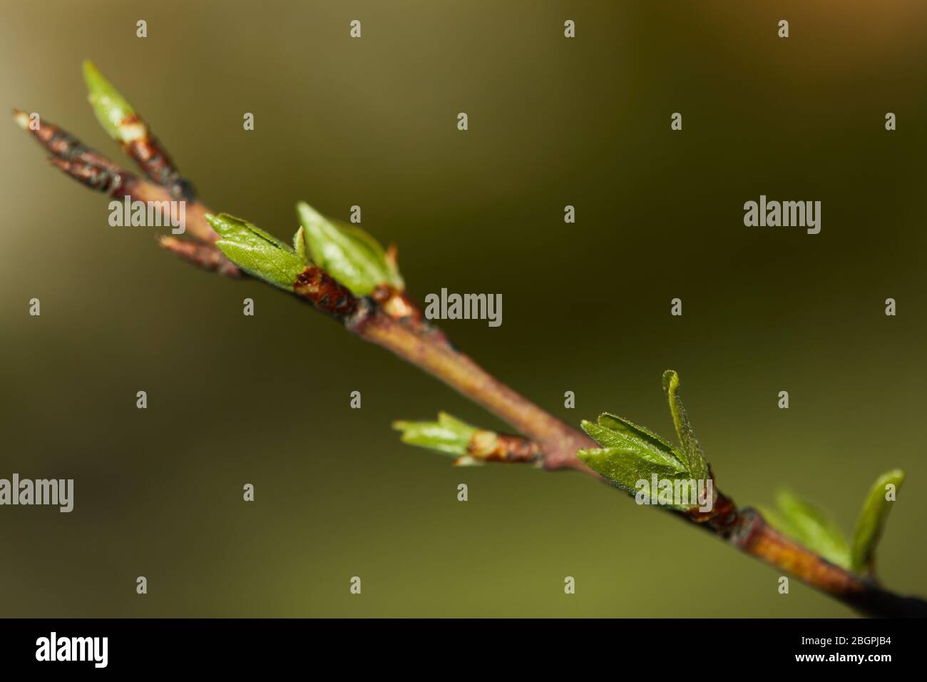 First Spring Buds First spring buds hi-res stock photography and images - Alamy