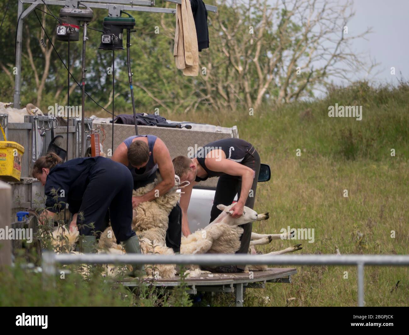 Mobile Sheep Shearers Stock Photo