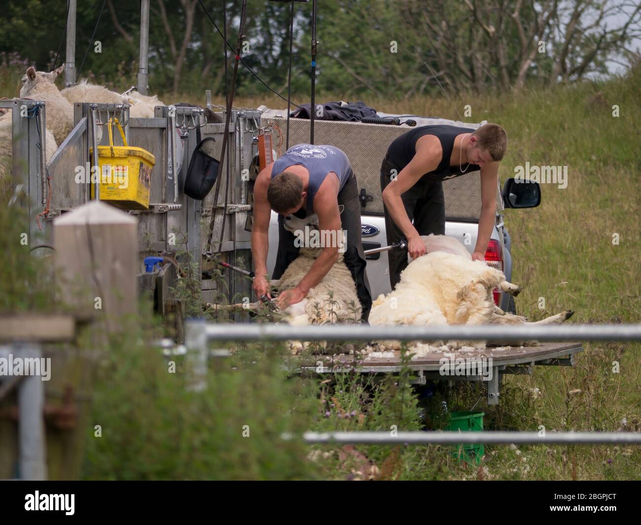 Mobile Sheep Shearers Stock Photo Alamy