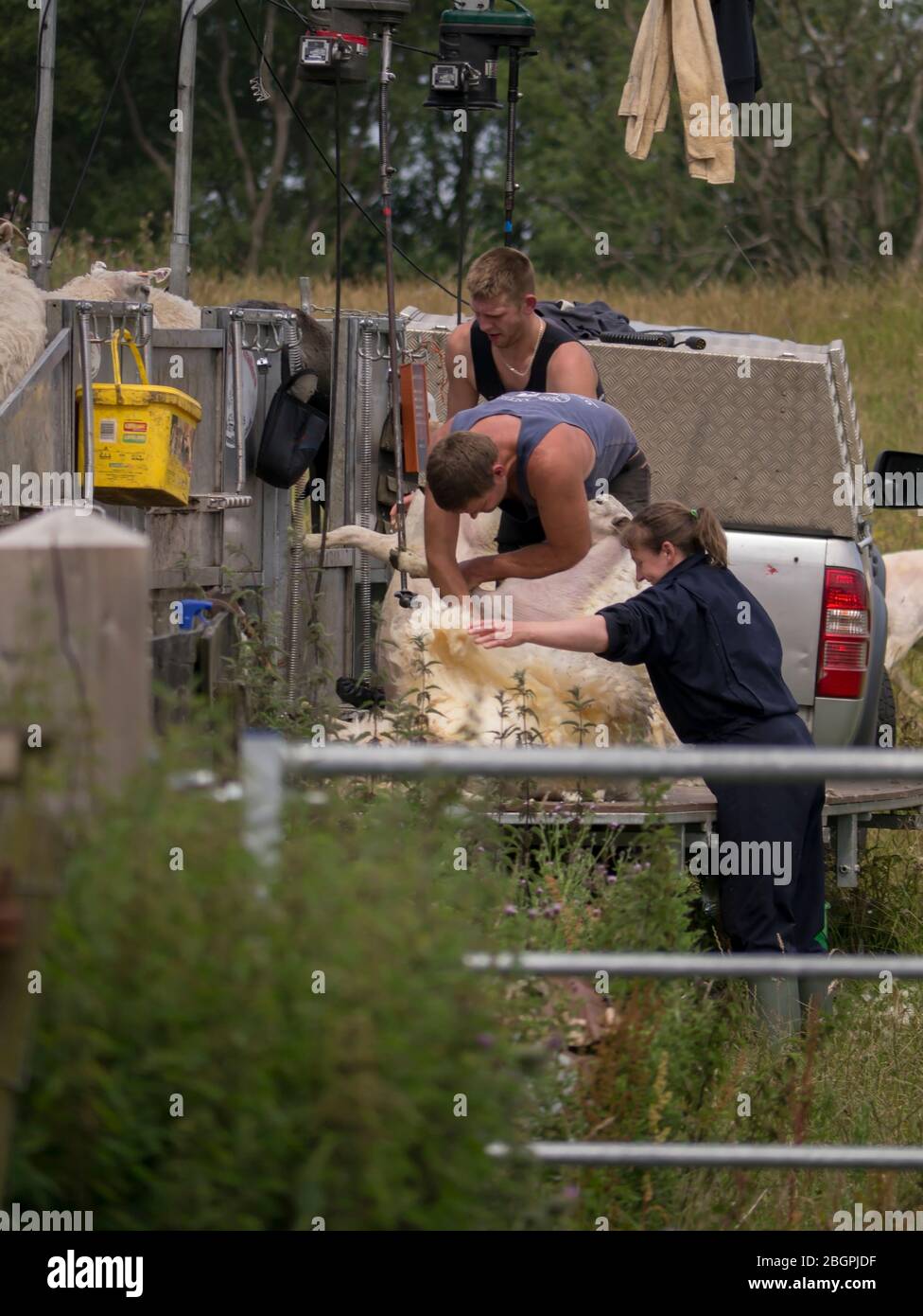 Mobile Sheep Shearers Stock Photo Alamy