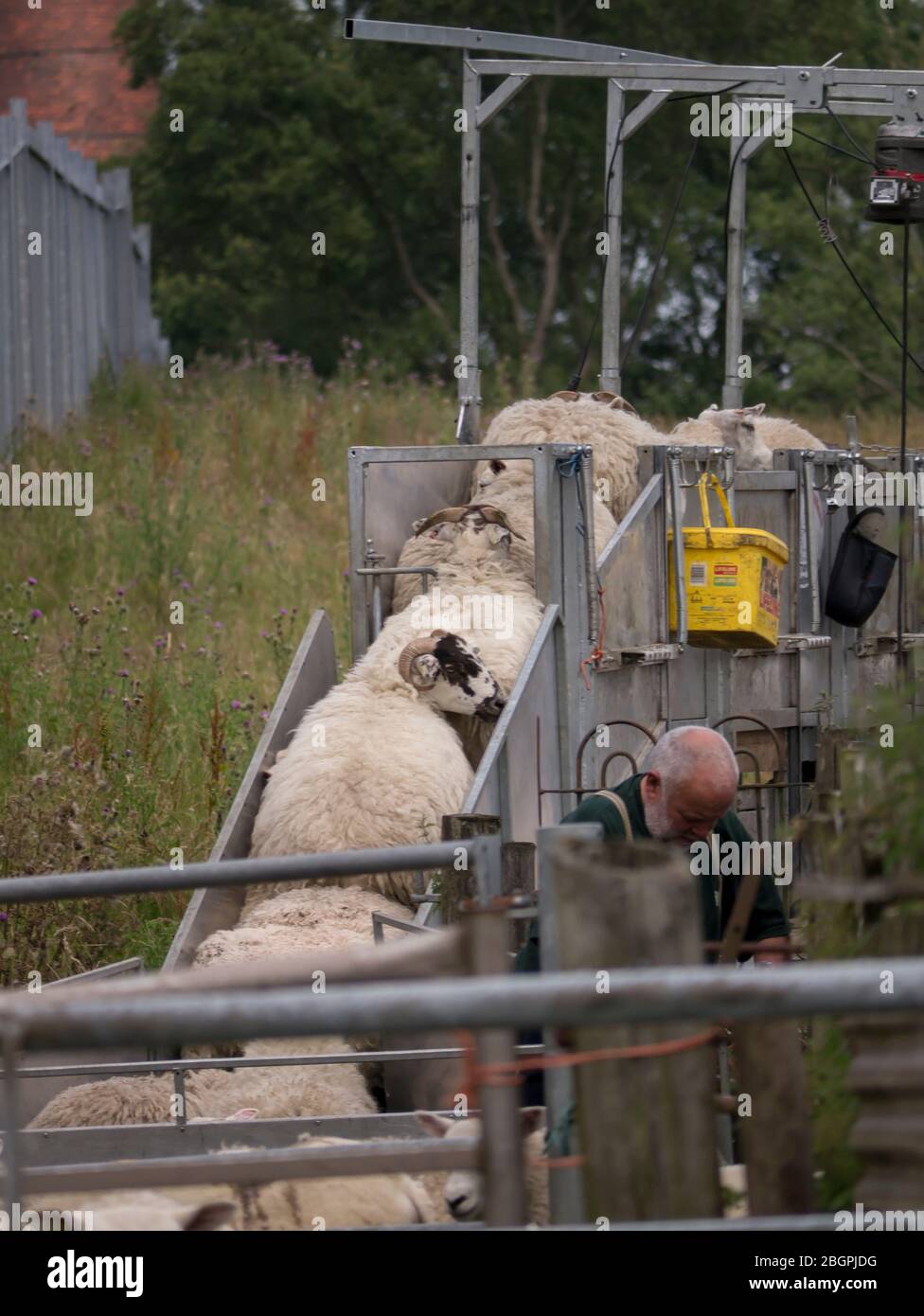 Mobile Sheep Shearers Stock Photo Alamy