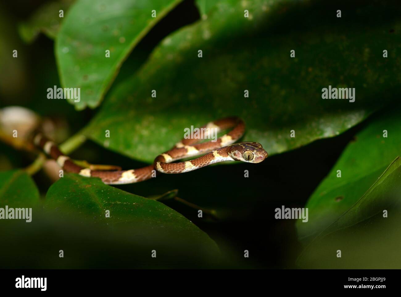 Blunt-headed tree snake (Imantodes cenchoa). Peru Stock Photo