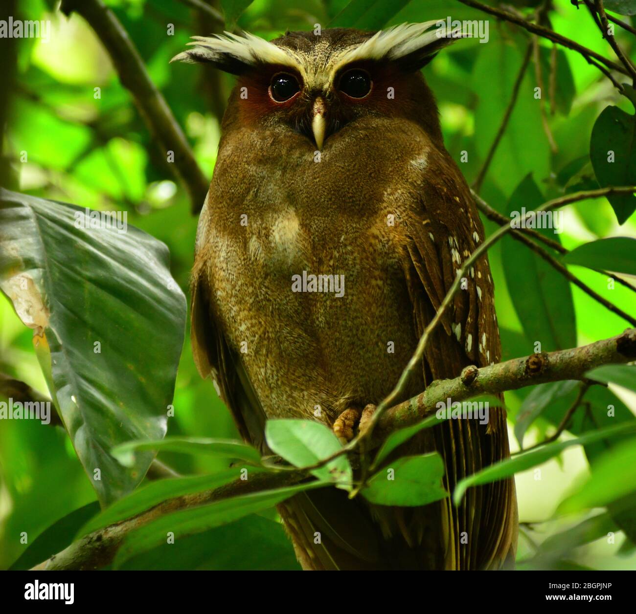 Crested owl (Lophostrix cristata) perched on a branch. Madre de Dios, Manu National Park, Peru Stock Photo