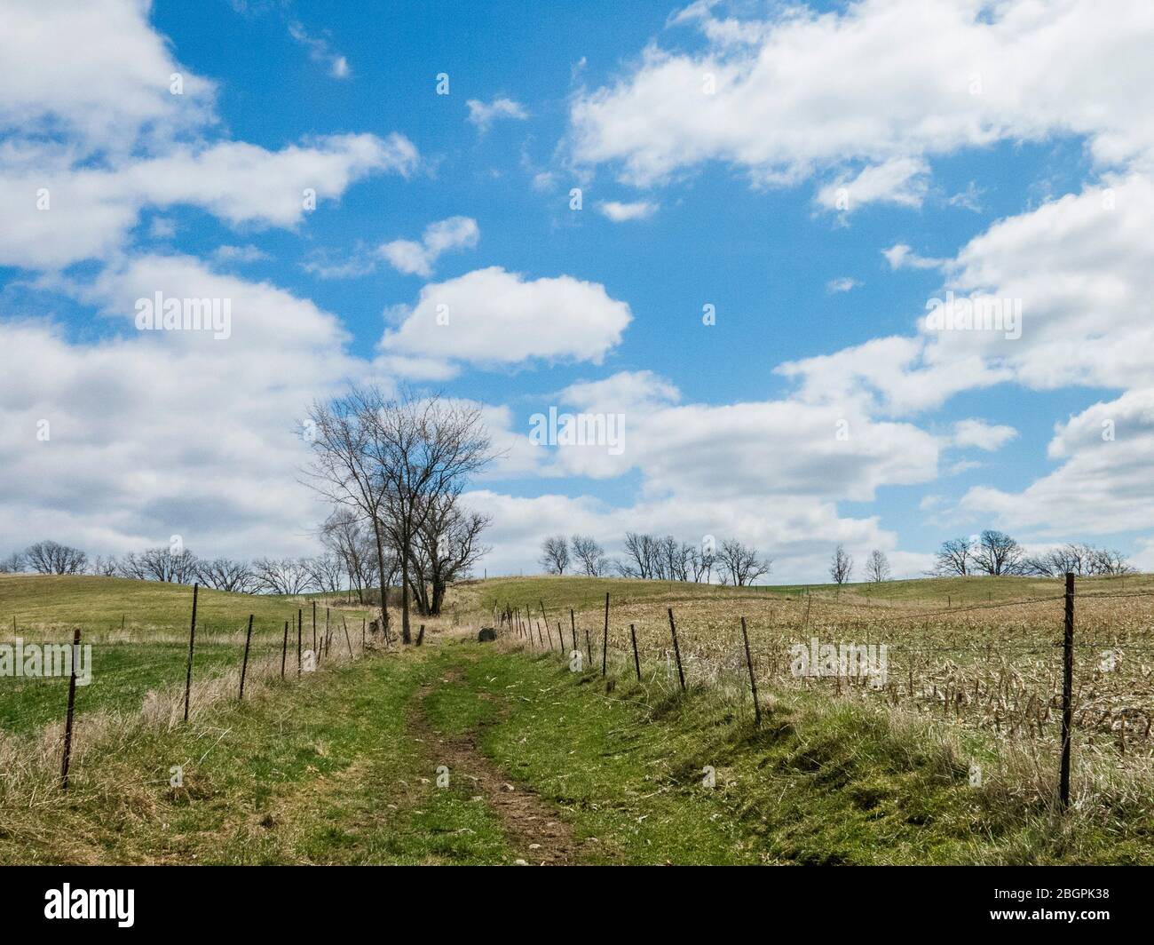 Looking up a farm lane for livestock on a sunny day with white clouds in the spring. Stock Photo