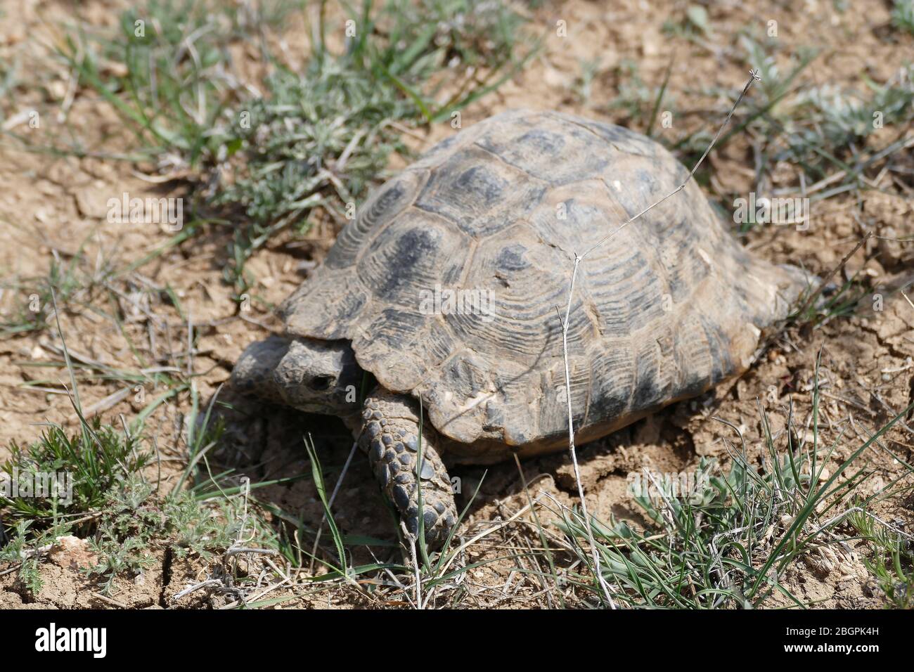 old land turtle in the field, close-up turtle Stock Photo - Alamy