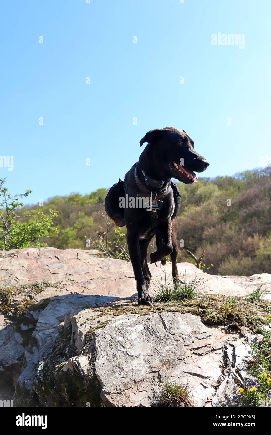 Black Labrador retriever standing on a rock with his leg raised on a