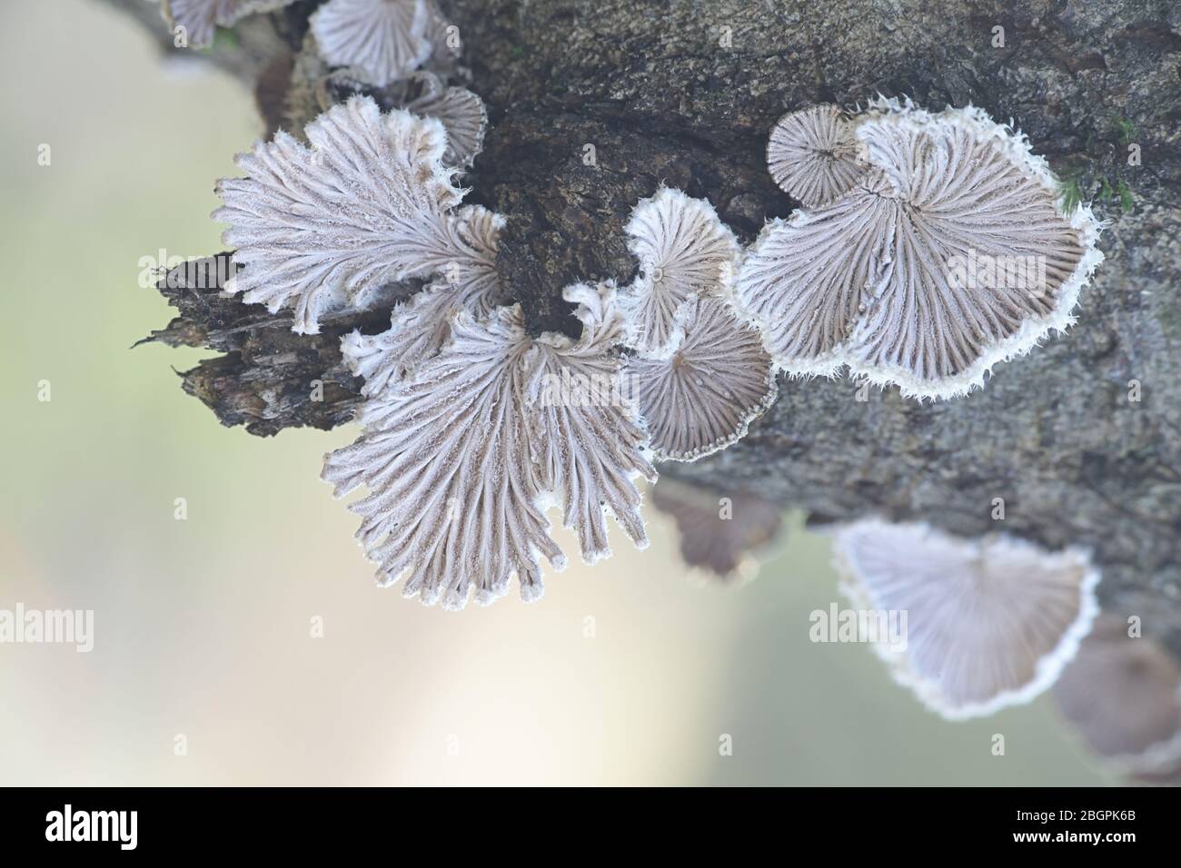 Antibiotic fungus, Schizophyllum commune, known as split gill or