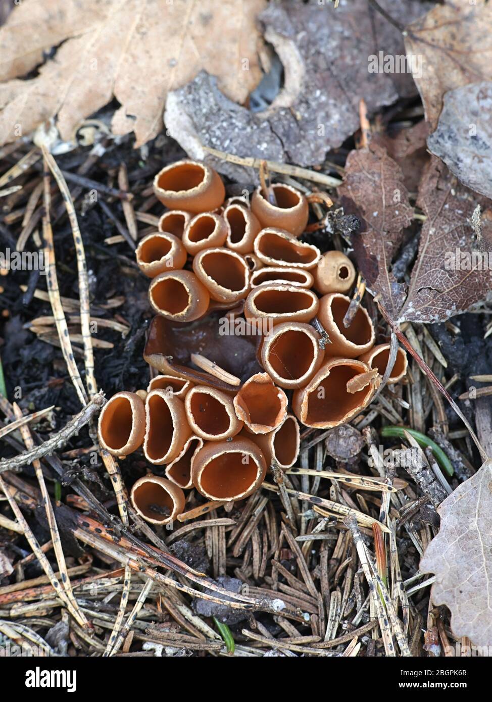Hiilimaljakas hi-res stock photography and images - Alamy