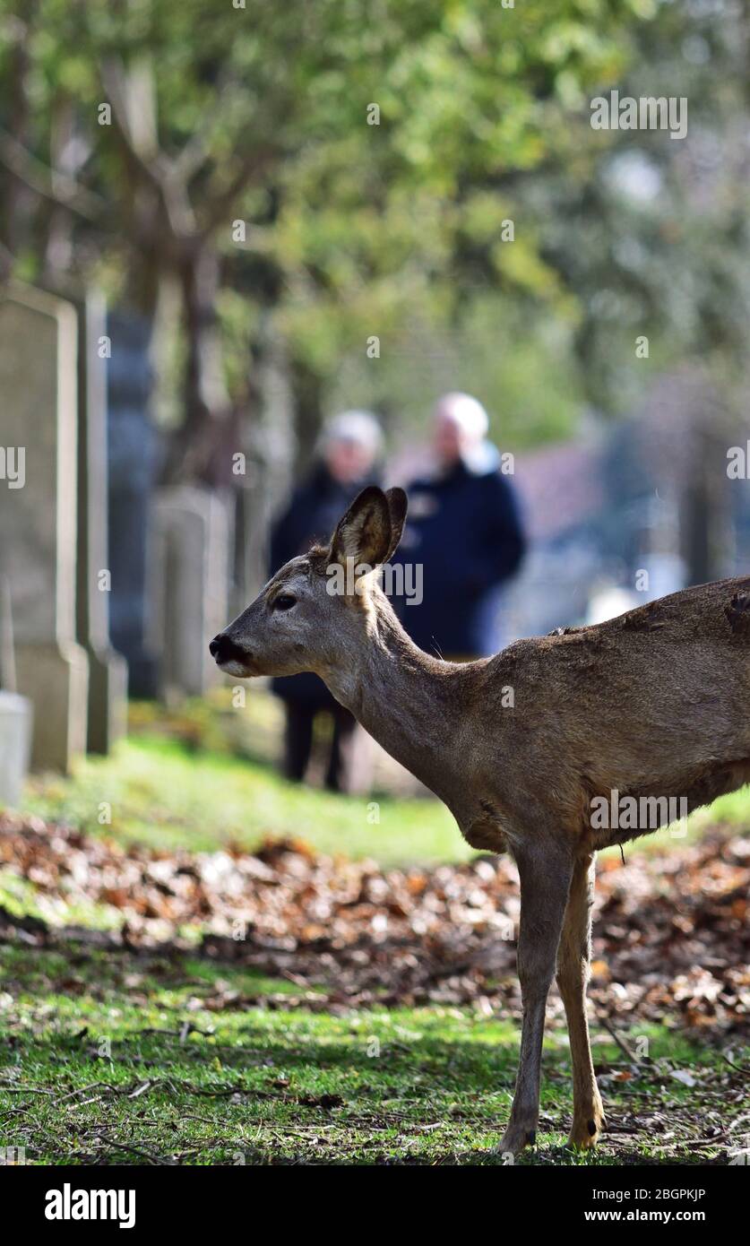 Meeting. European roe deer Capreolus capreolus standing in the Central Cemetery in Wien, Austria Stock Photo