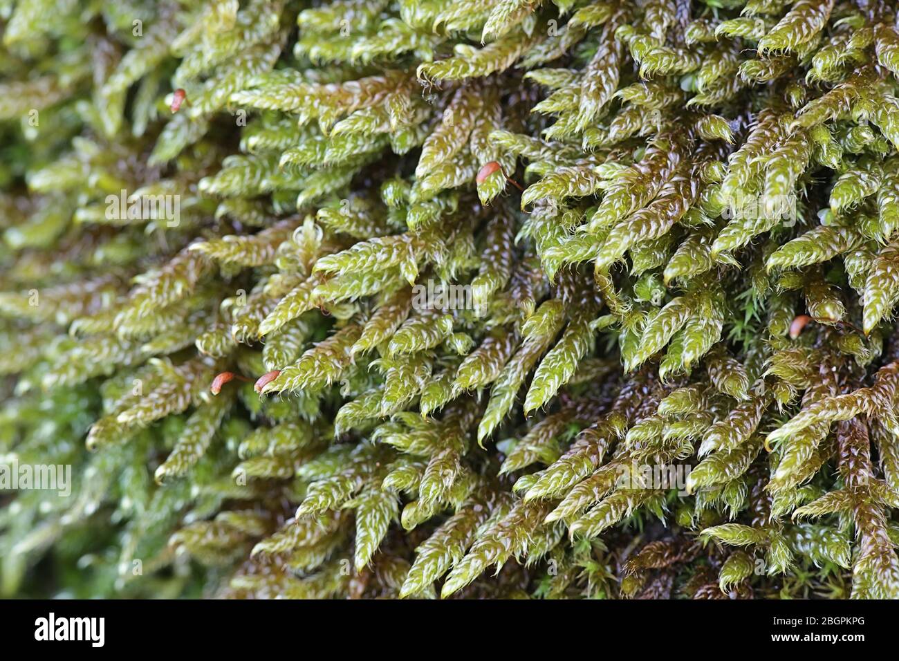 Hypnum cupressiforme, known as the cypress-leaved plaitmoss or hypnum moss Stock Photo
