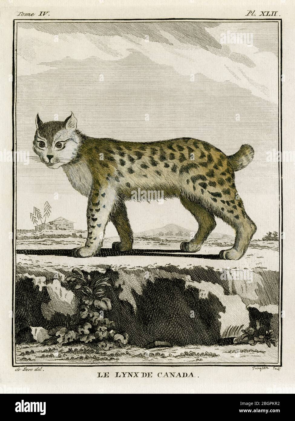 Lynx scan