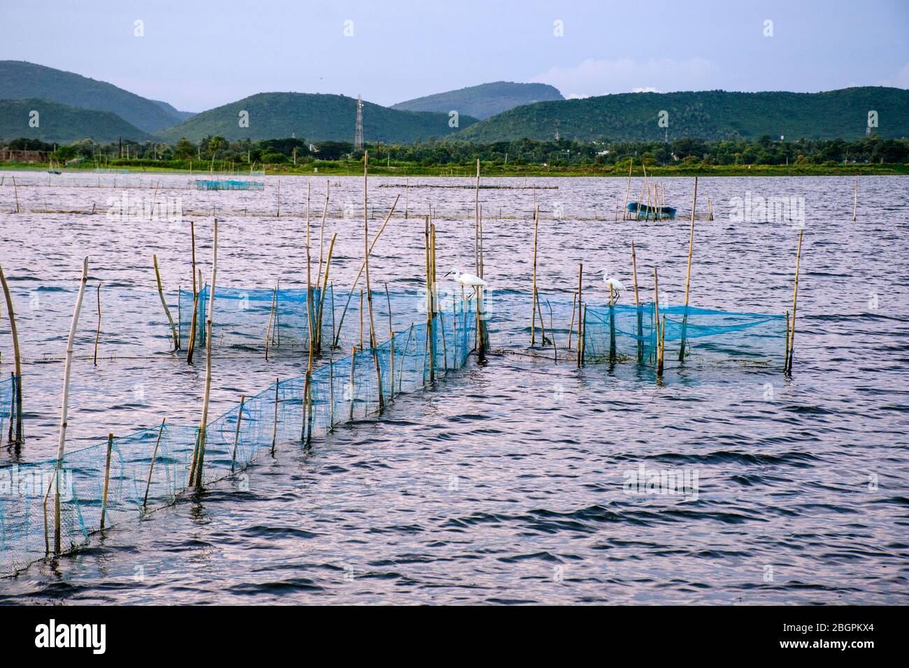 fishing net pattern at chilika lake odisha india Stock Photo Alamy