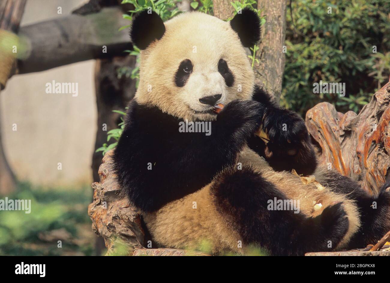 GIANT PANDA (AILUROPODA MELANOLEUCA), CHENGDU RESEARCH BASE, SICHUAN