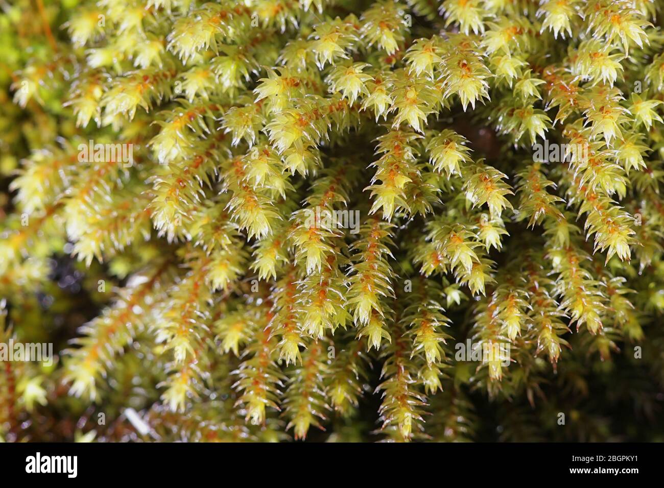 Hedwigia ciliata, known as fringed hoar-moss or white-tipped moss Stock Photo