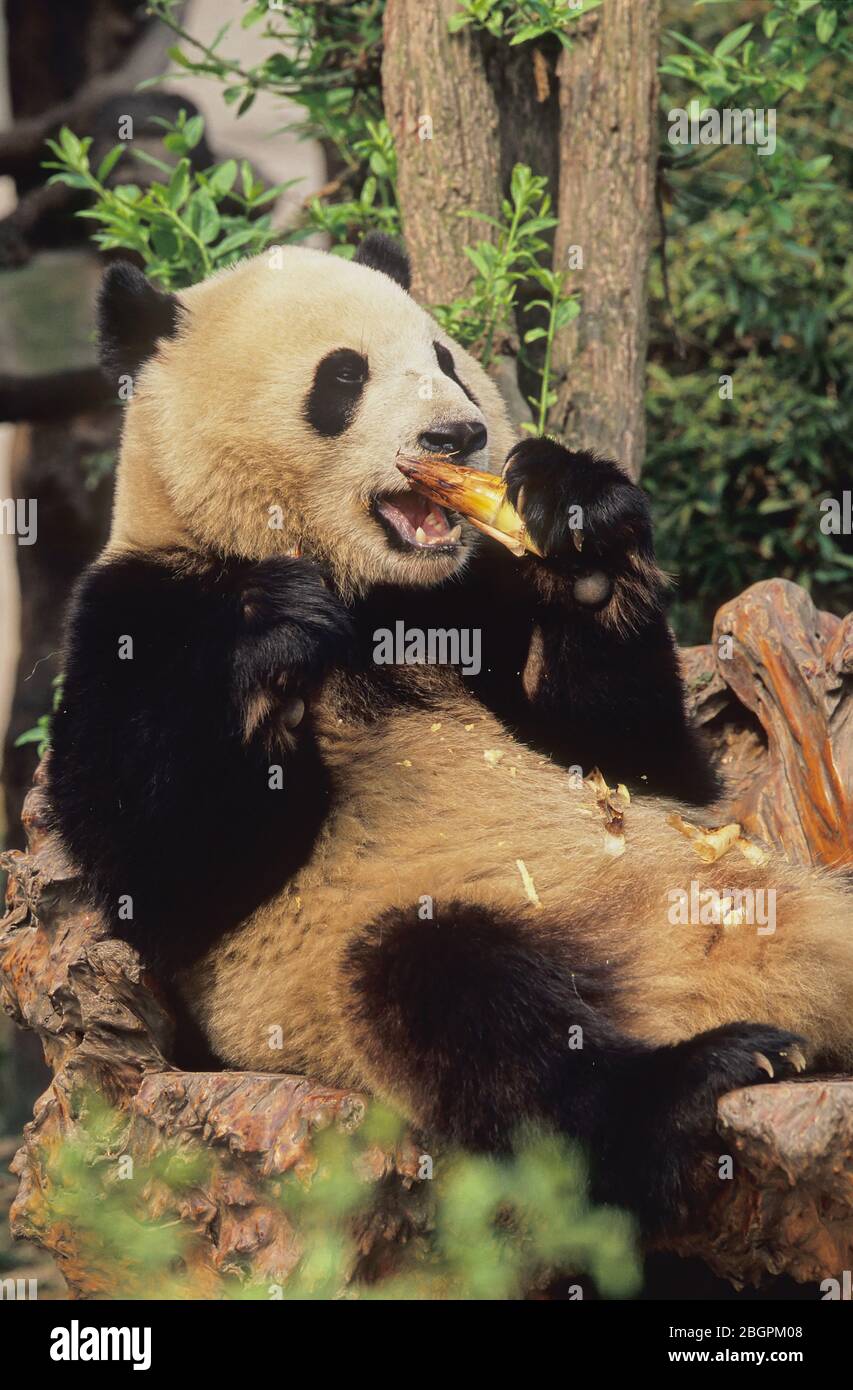 GIANT PANDA (AILUROPODA MELANOLEUCA), CHENGDU RESEARCH BASE, SICHUAN