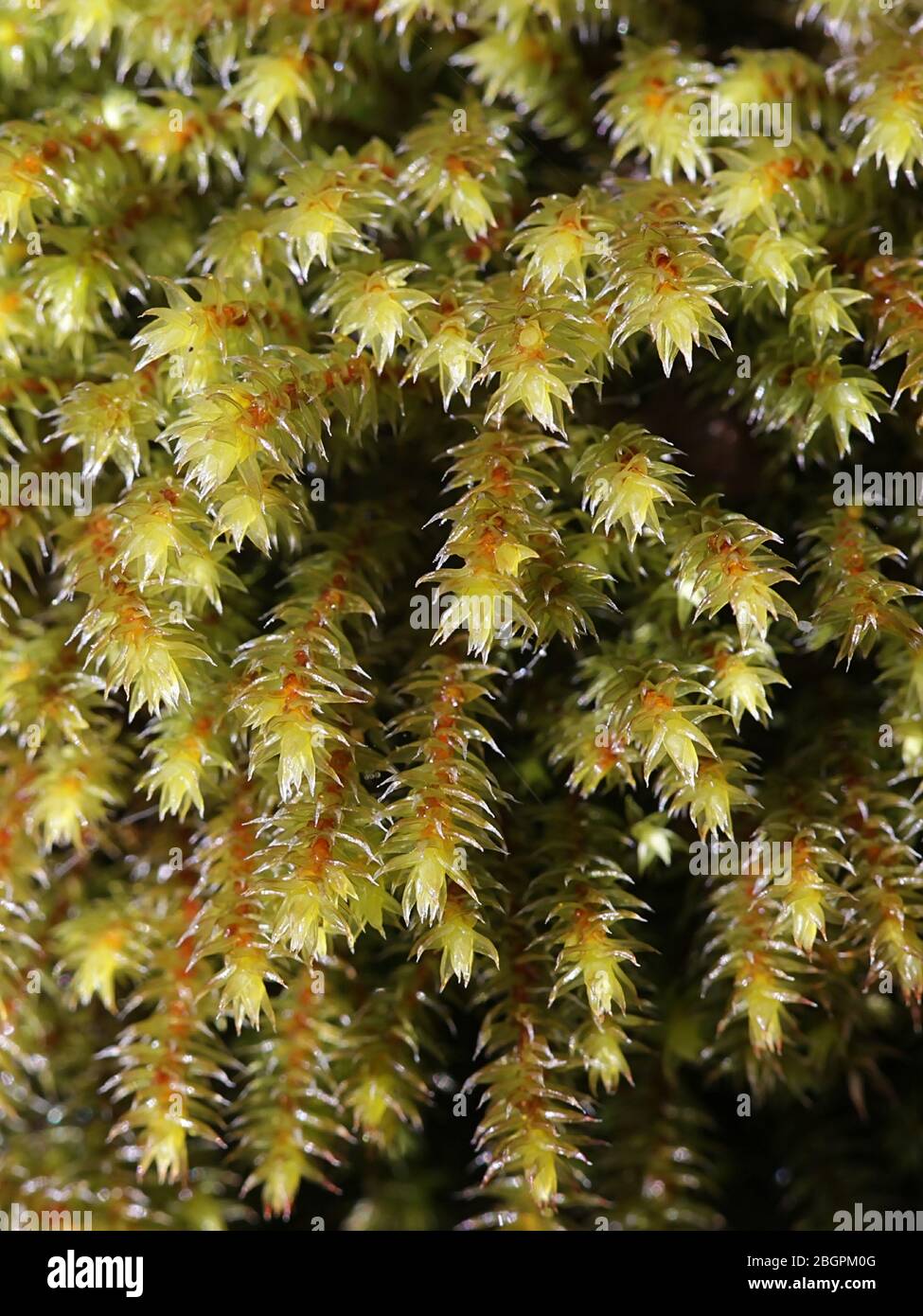 Hedwigia ciliata, known as fringed hoar-moss or white-tipped moss Hedwigia ciliata Stock Photo