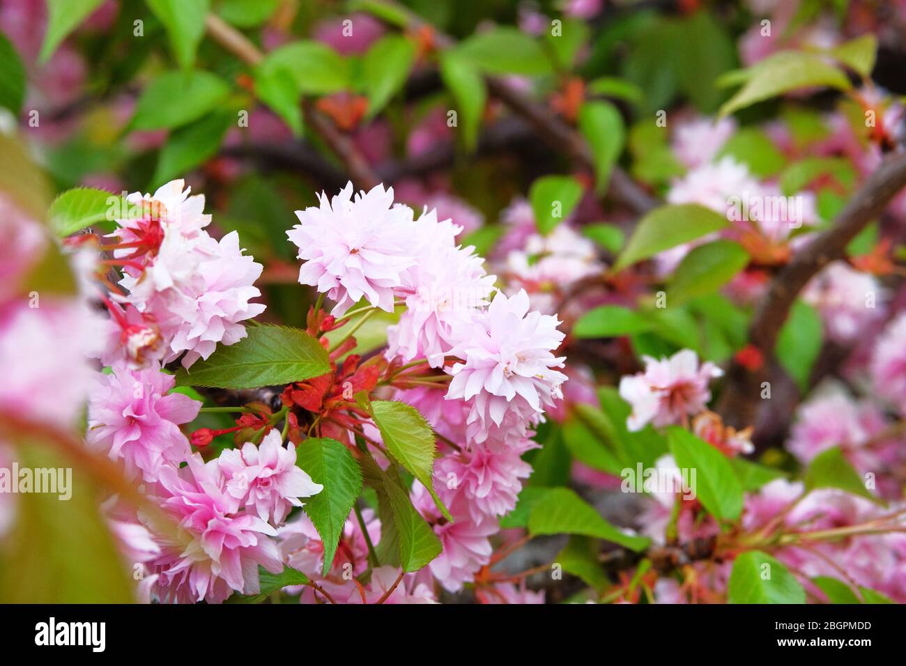 Festival of sakura hi-res stock photography and images - Alamy