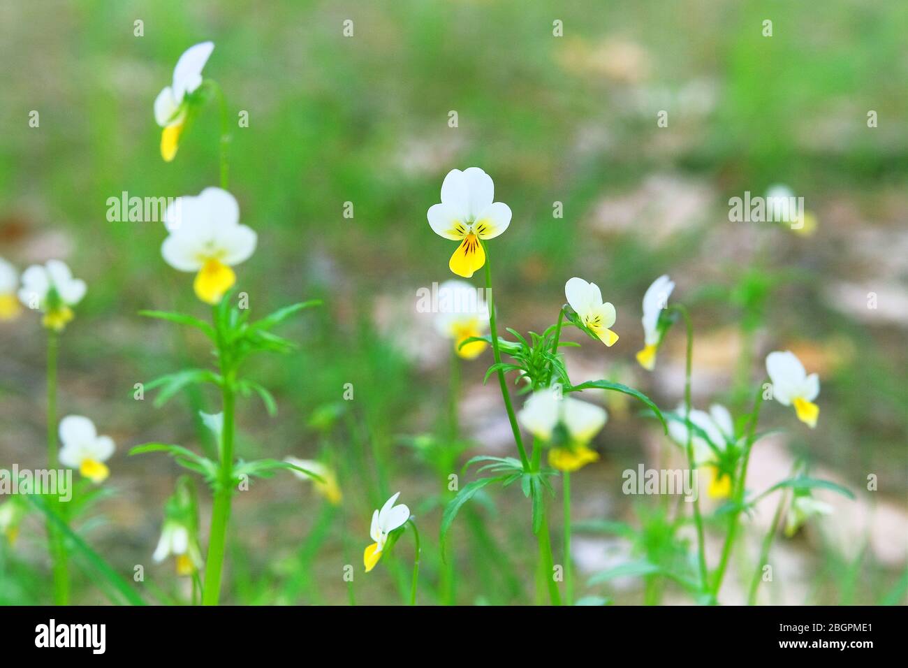 Spring blooming violet flowers. Wild field pansy, England, Europe.  Pansies in green meadow, sunny day. Stock Photo