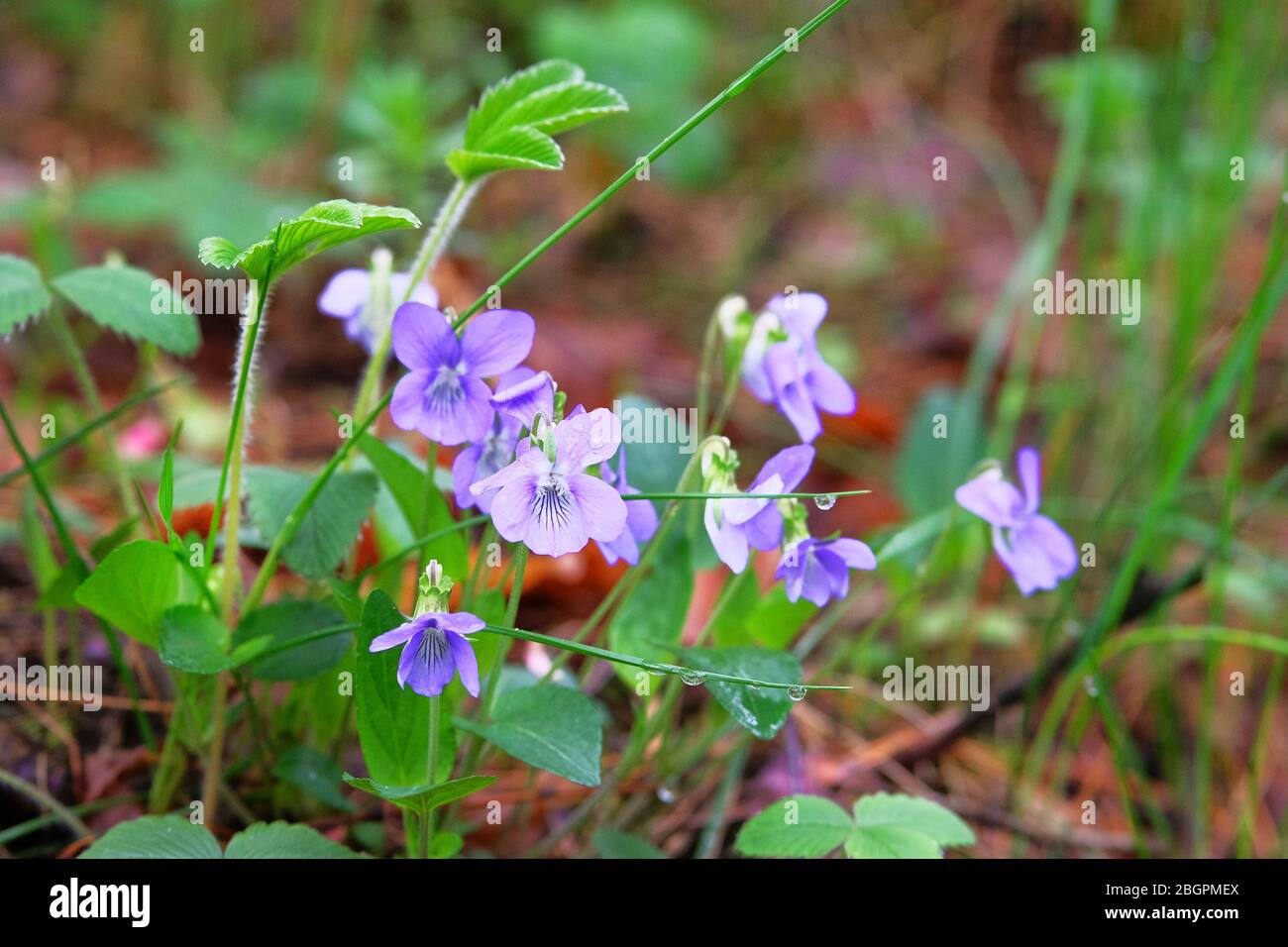 Spring blooming violet flowers. Wild field pansy, England, Europe. Dog-violet, soft focus. Stock Photo